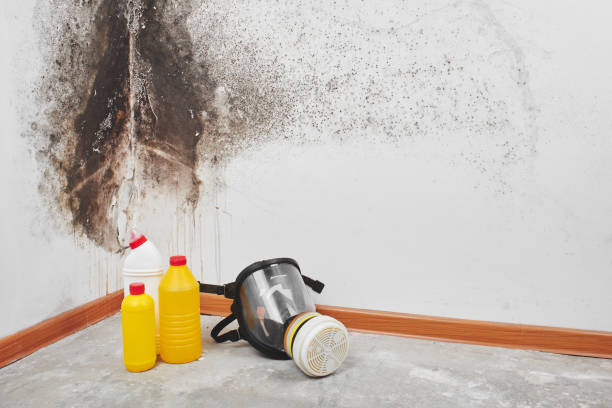 Best Black Mold Remediation in Monrovia, IN