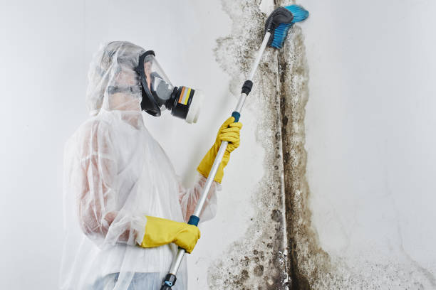 Best Post-Flood Mold Remediation in Monrovia, IN