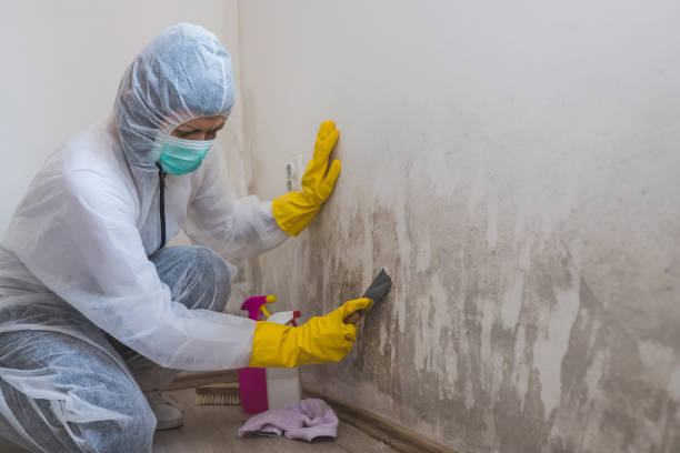 Best Residential Mold Remediation in Monrovia, IN