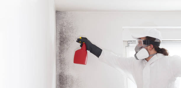 Professional Mold Remediation in Monrovia, IN